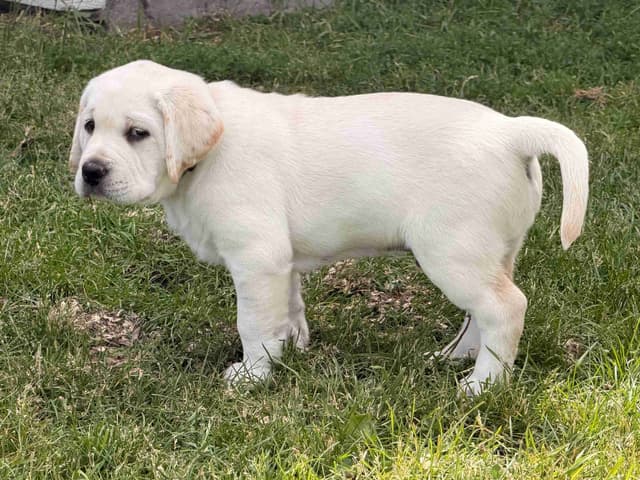 Labrador Retriever Puppies media 8