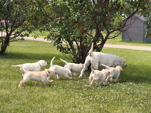 Labrador Retriever Puppies media 9