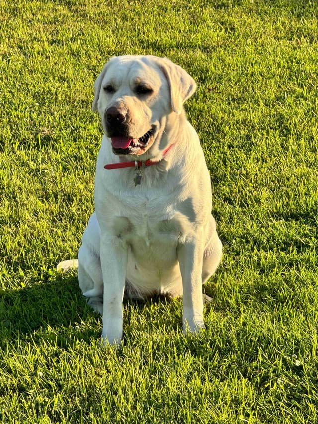 Labrador Retriever Puppies media 10