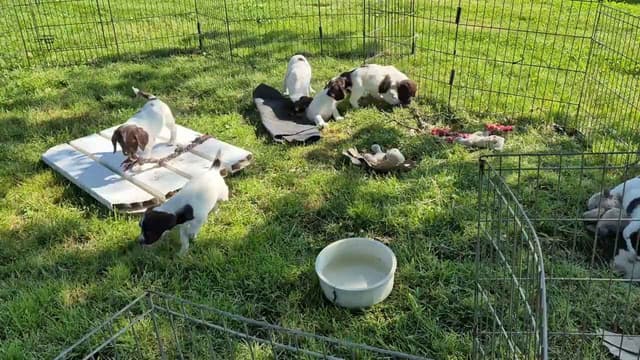 English Springer Spaniel Puppies media 3