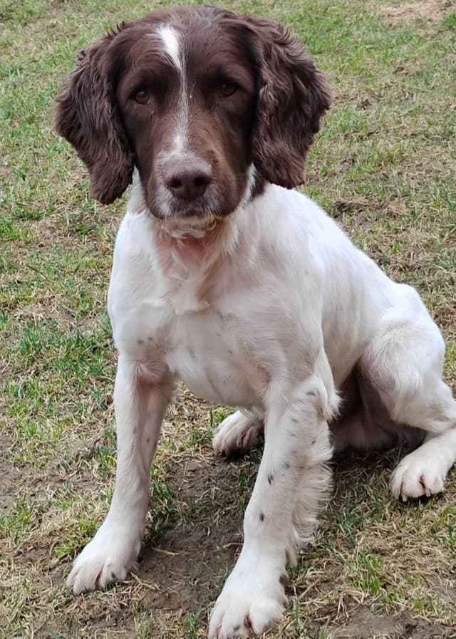 English Springer Spaniel Puppies media 2