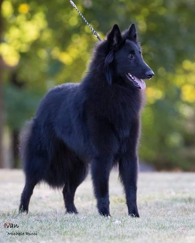 Belgian Sheepdog Puppies media 2