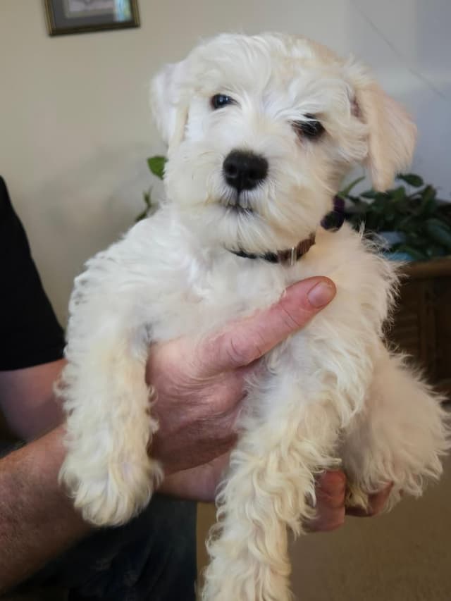 Miniature Schnauzer Puppies media 2