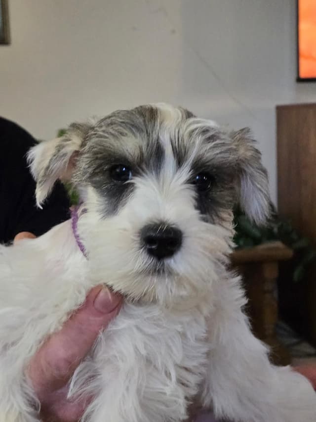 Miniature Schnauzer Puppies media 3