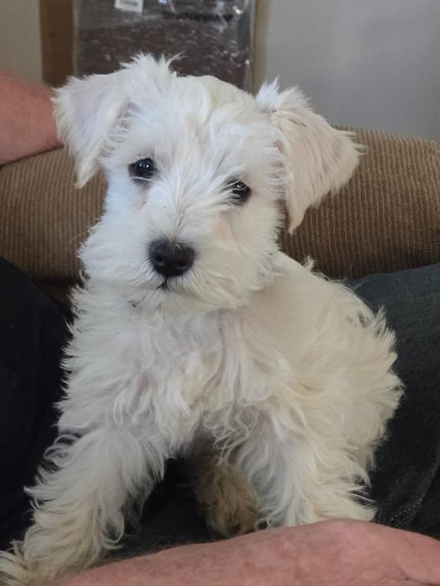 Miniature Schnauzer Puppies media 4