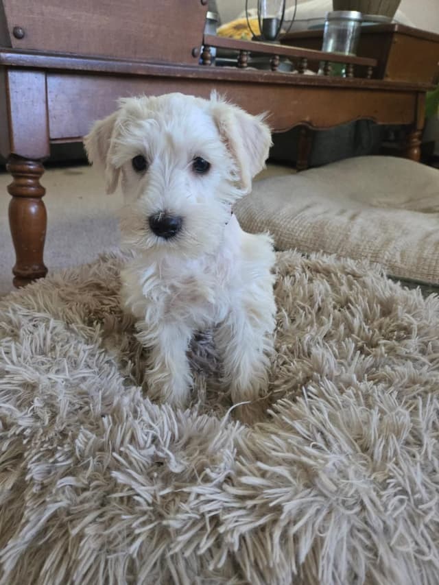Miniature Schnauzer Puppies media 5