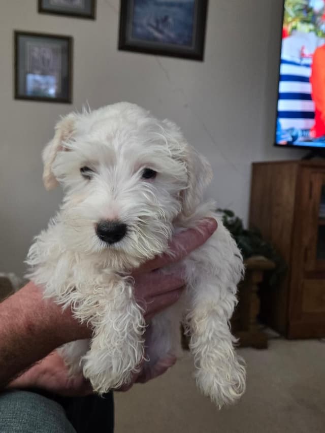 Miniature Schnauzer Puppies media 6