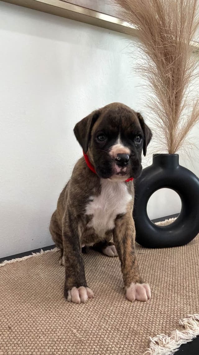 Boxer Puppies media 2