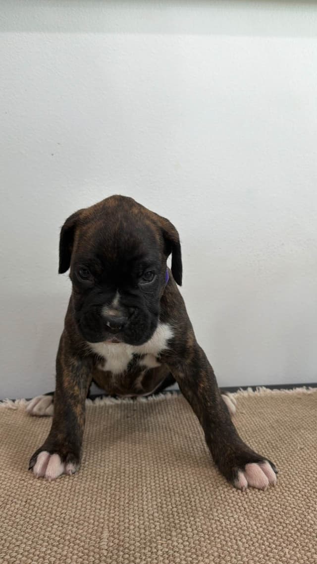 Boxer Puppies media 4