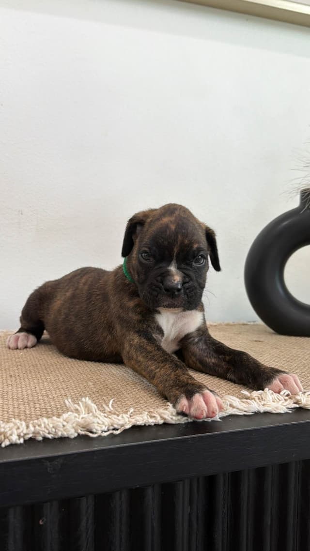 Boxer Puppies media 5