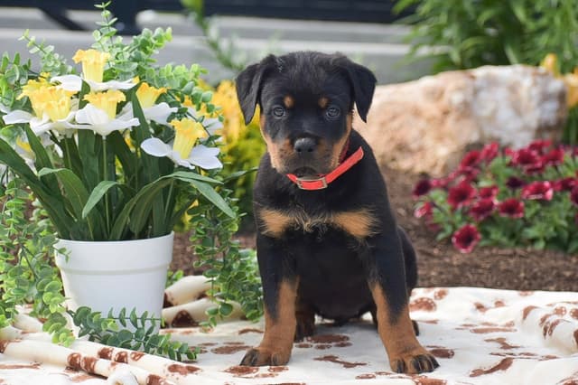 ROTTWEILER🐾🏆PUPPIES!! 717-419-4283 media 8