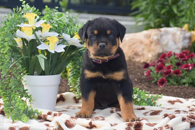 ROTTWEILER🐾🏆PUPPIES!! 717-419-4283 media 7
