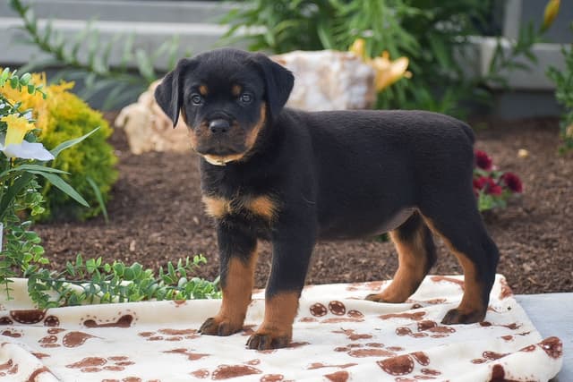 ROTTWEILER🐾🏆PUPPIES!! 717-419-4283 media 2