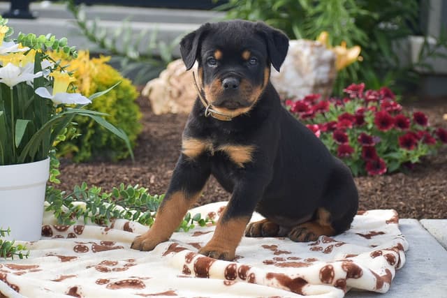 ROTTWEILER🐾🏆PUPPIES!! 717-419-4283 media 9