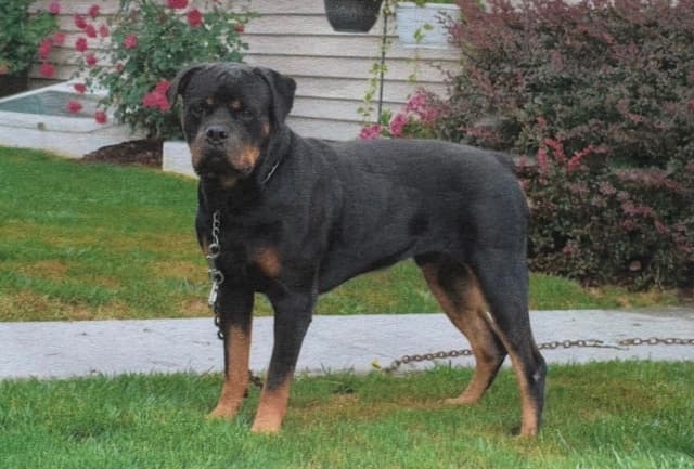 ROTTWEILER🐾🏆PUPPIES!! 717-419-4283 media 5