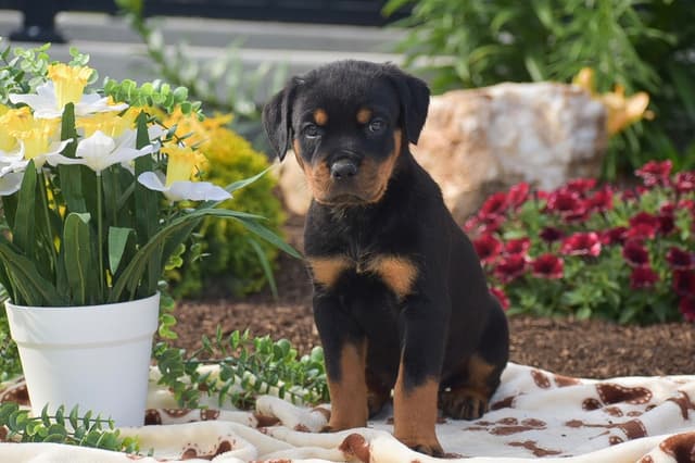 ROTTWEILER🐾🏆PUPPIES!! 717-419-4283 media 3