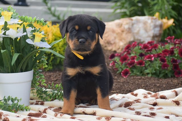 ROTTWEILER🐾🏆PUPPIES!! 717-419-4283 media 6