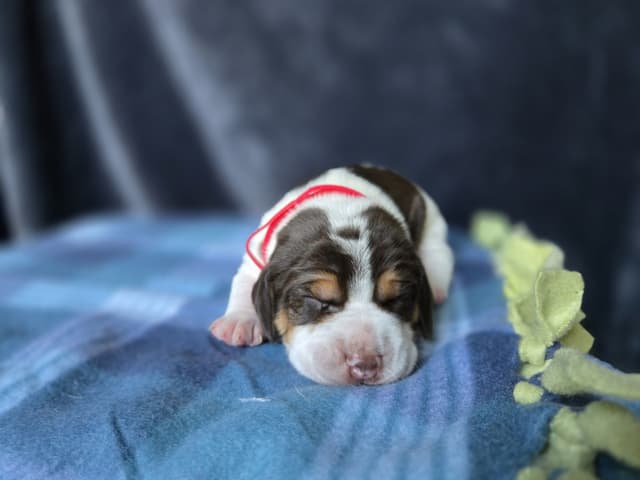 Beagle Puppies media 9