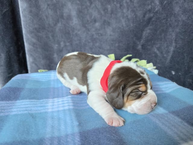 Beagle Puppies media 11
