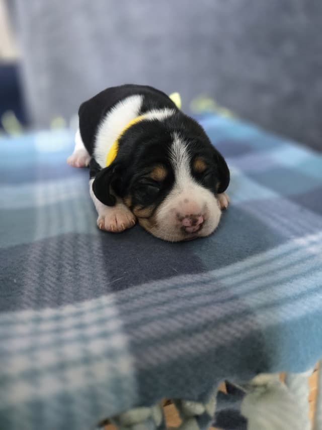 Beagle Puppies media 12