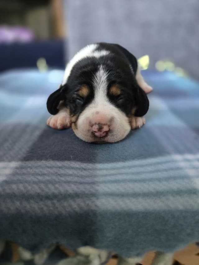 Beagle Puppies media 13