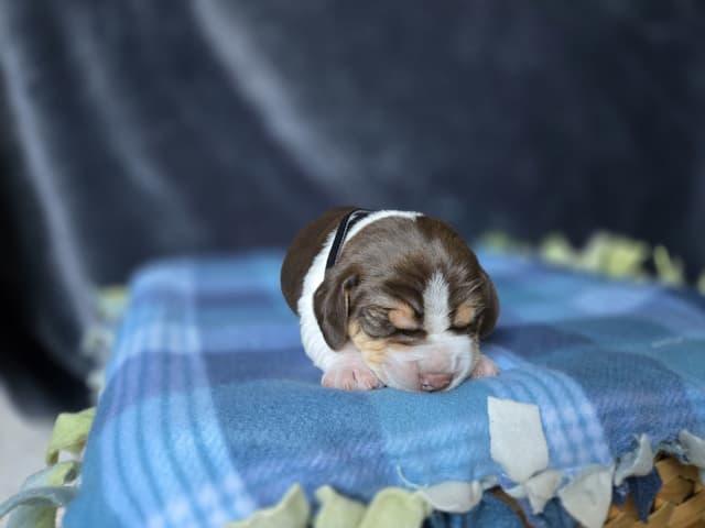 Beagle Puppies media 15