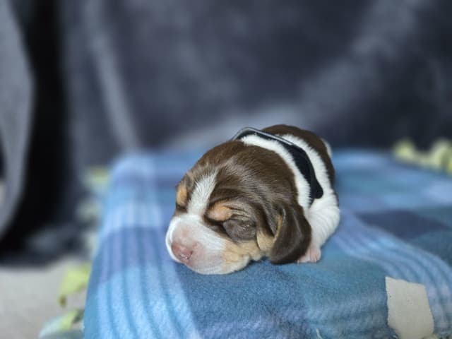 Beagle Puppies media 16