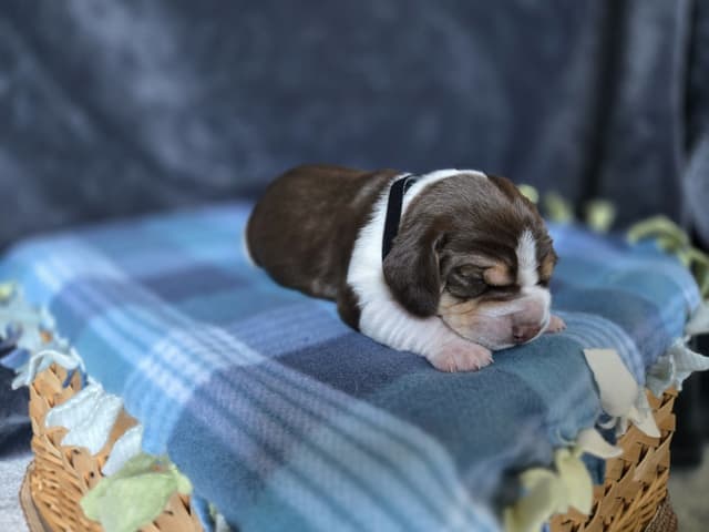 Beagle Puppies media 17