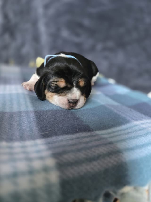 Beagle Puppies media 19