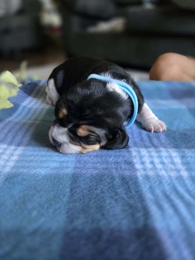 Beagle Puppies media 18