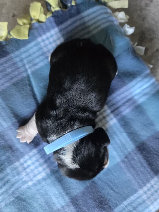 Beagle Puppies media 20