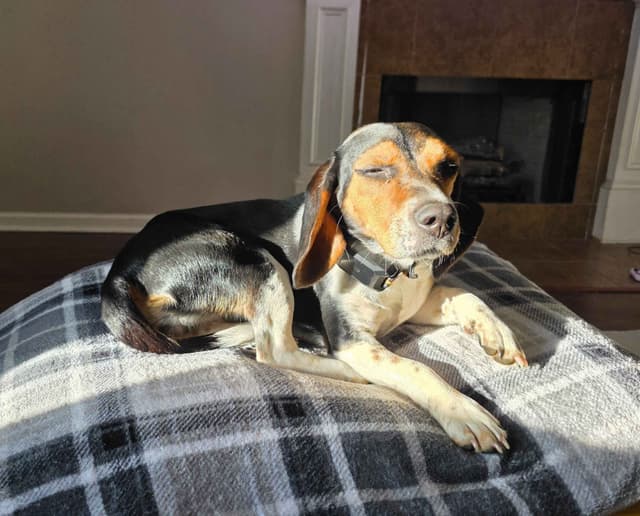 Beagle Puppies media 4