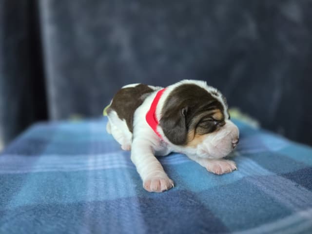 Beagle Puppies media 10