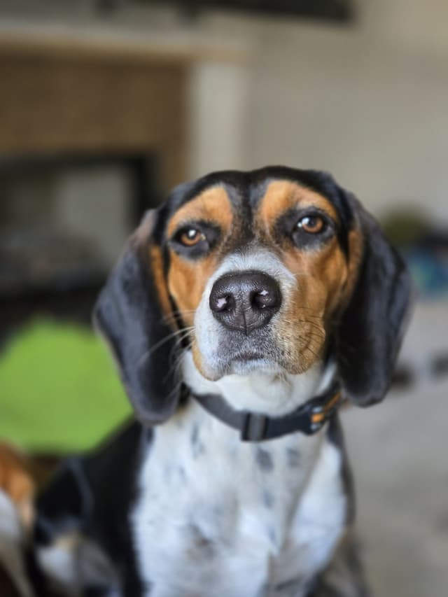 Beagle Puppies media 6