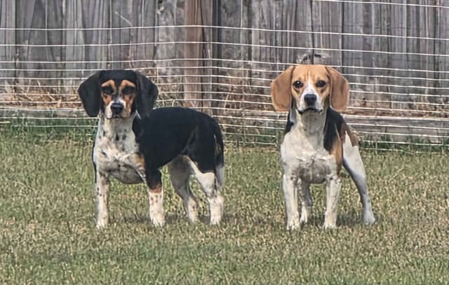 Beagle Puppies media 3
