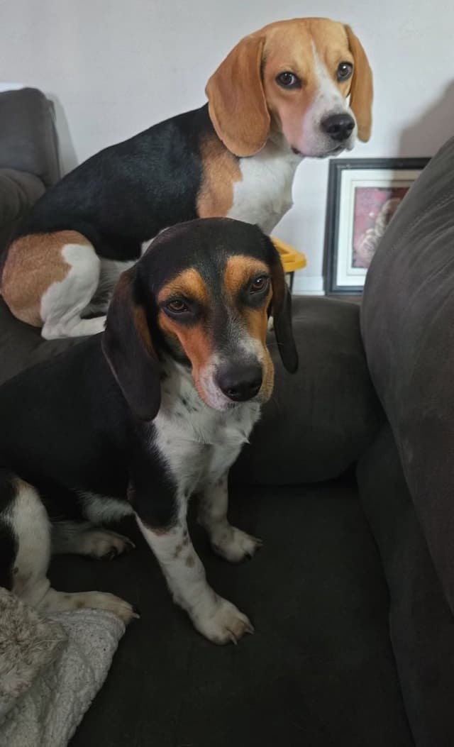 Beagle Puppies media 2