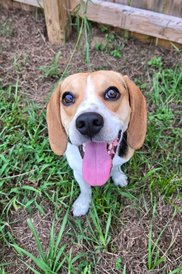 Beagle Puppies media 7