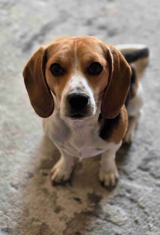 Beagle Puppies media 8