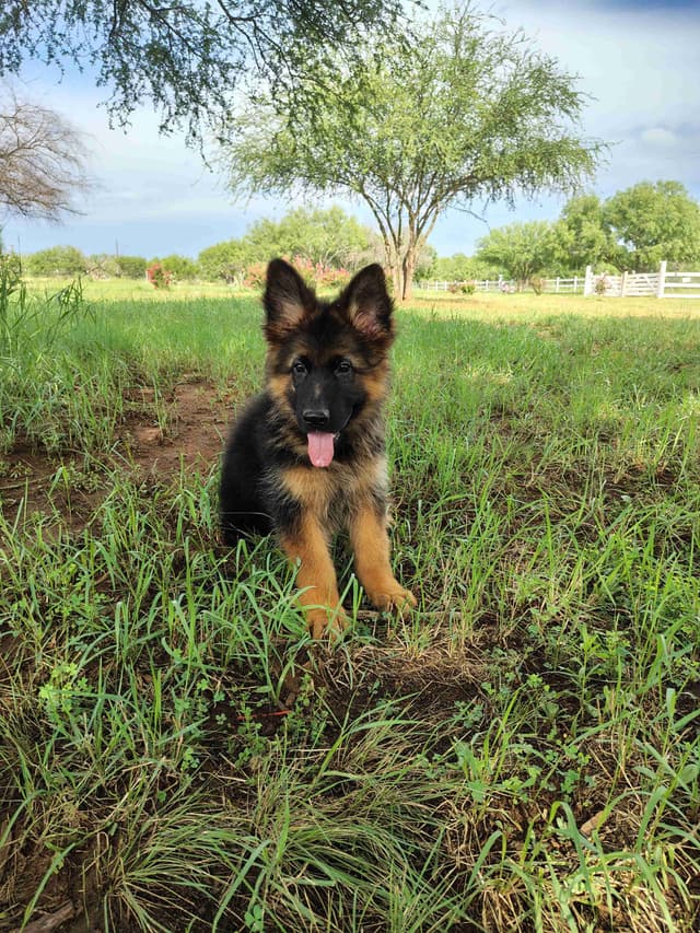 German Shepherd Dog Puppies media 2