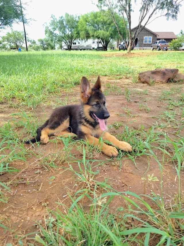 German Shepherd Dog Puppies media 3