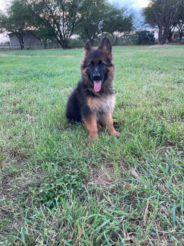 German Shepherd Dog Puppies media 4