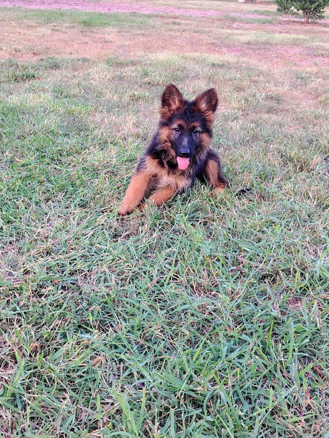 German Shepherd Dog Puppies media 5