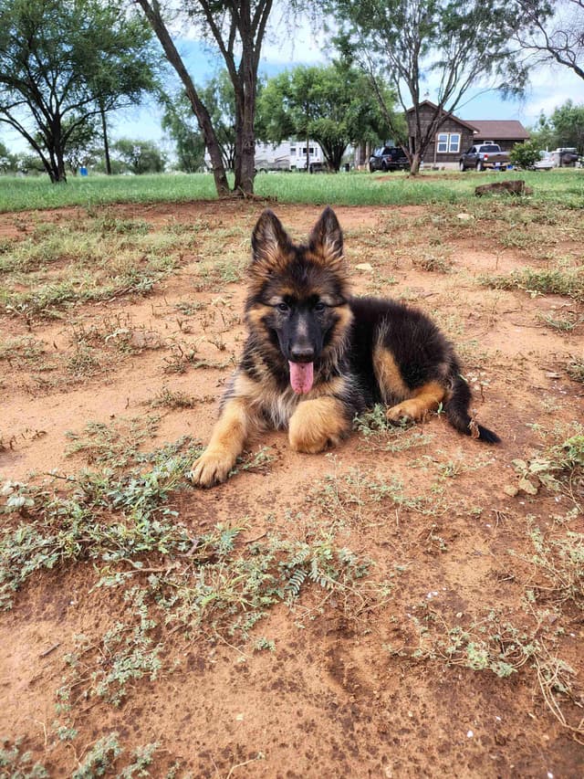 German Shepherd Dog Puppies media 6