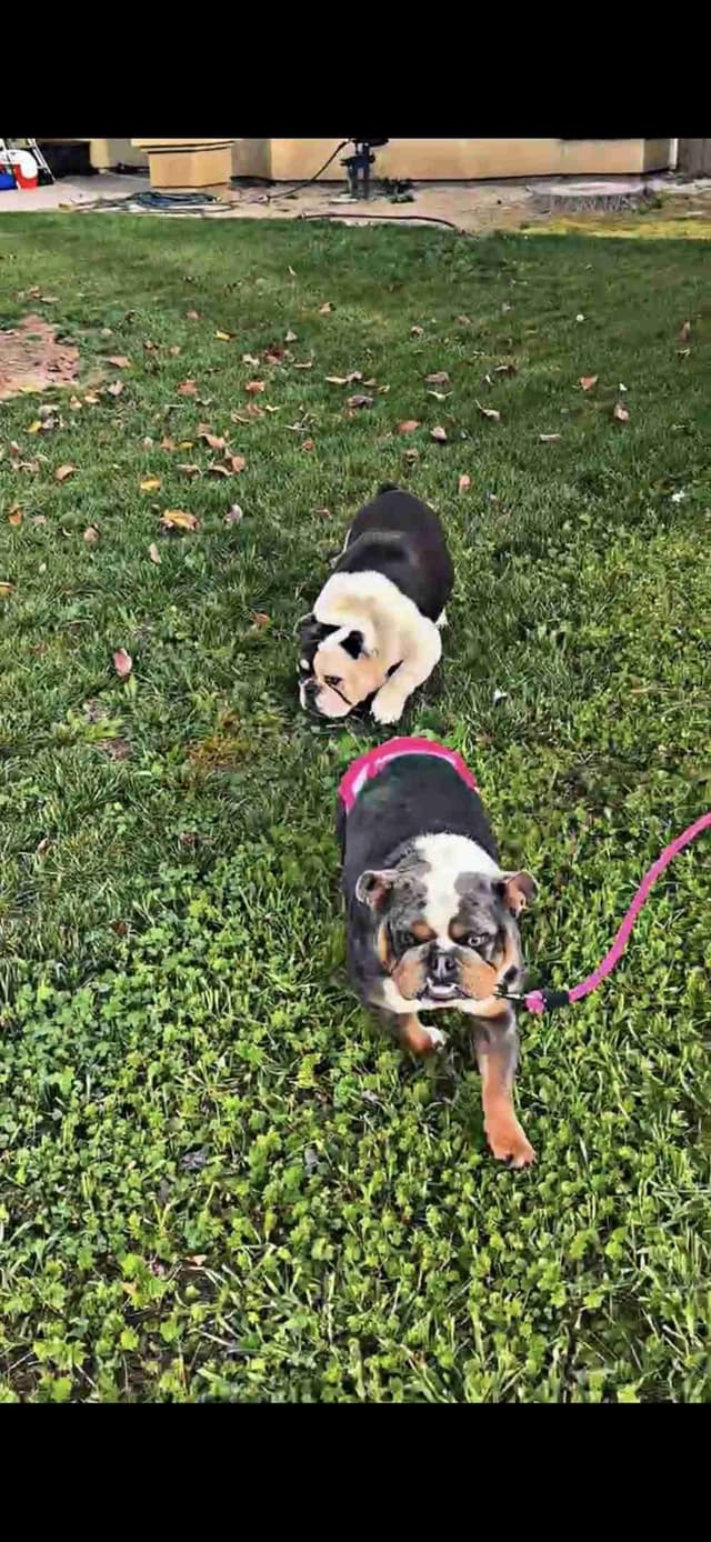 English Bulldog Puppies media 6