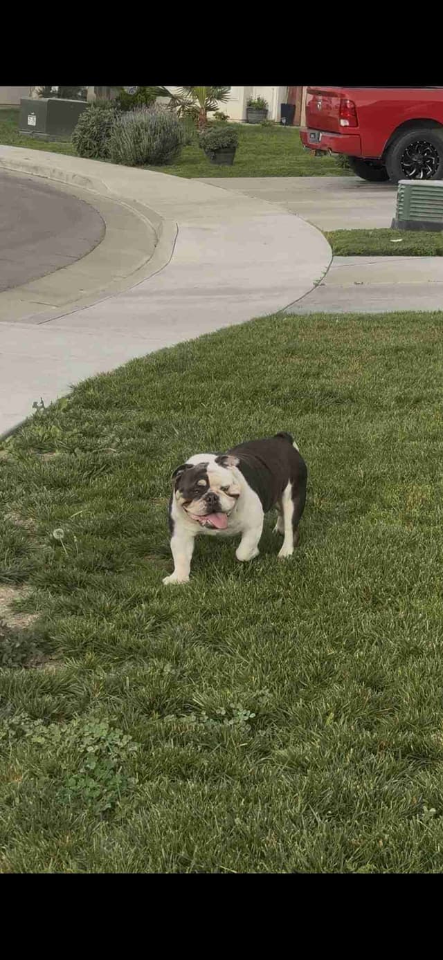 English Bulldog Puppies media 7