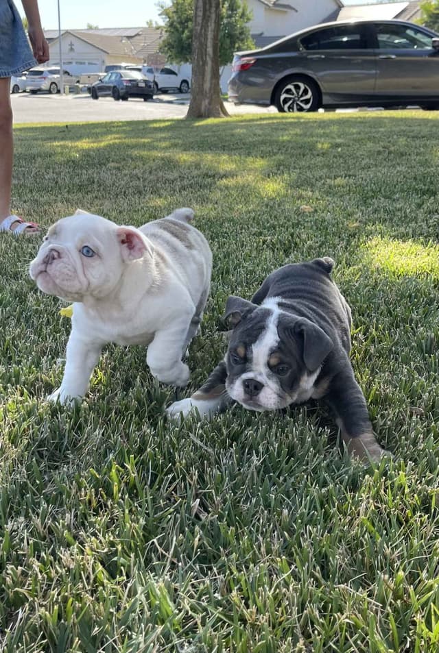 English Bulldog Puppies media 2