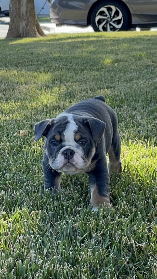 English Bulldog Puppies media 4