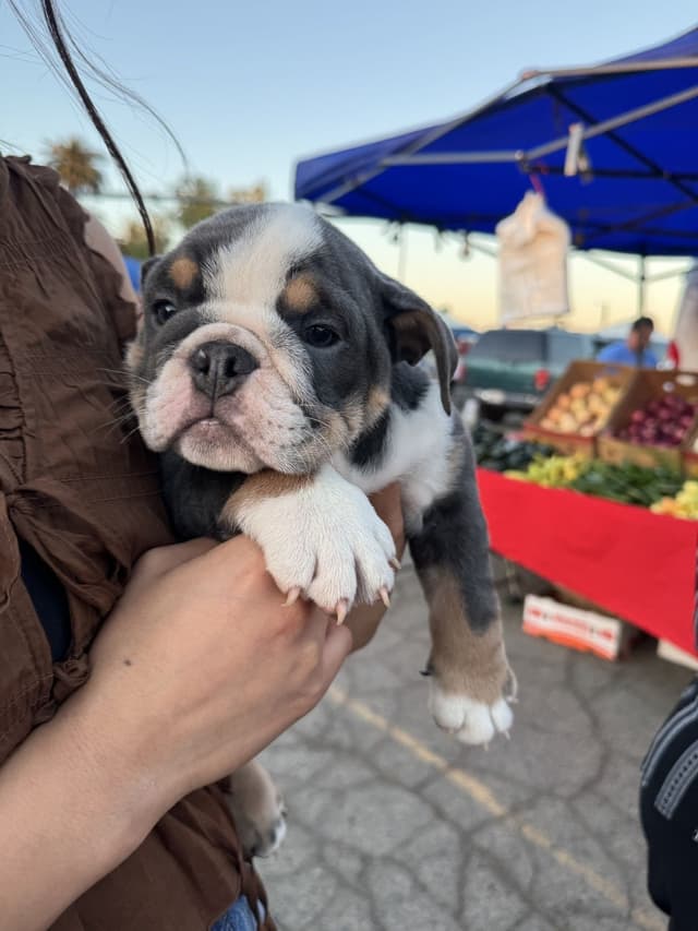 English Bulldog Puppies media 5