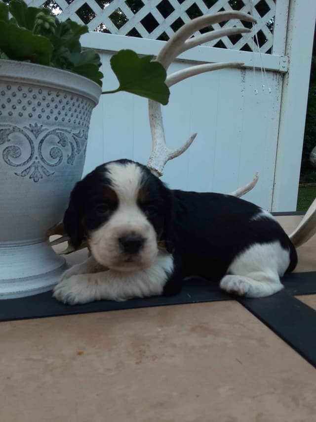 English Springer Spaniel Puppies media 3