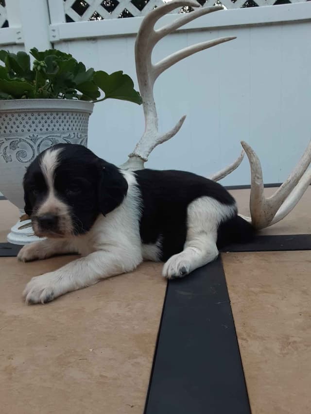 English Springer Spaniel Puppies media 5